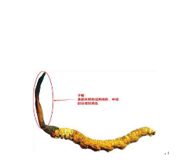 吃冬虫夏草有什么好处