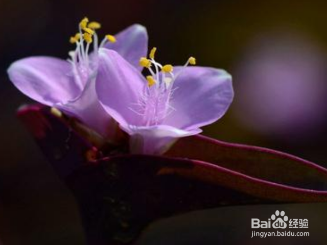 在家如何养殖紫鸭跖草？