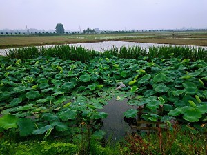食补佳品藕尖的做法
