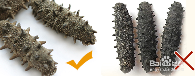 如何区分干海参的好坏