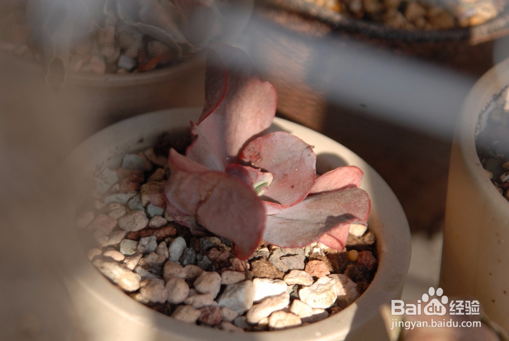 多肉叶子软了怎么办