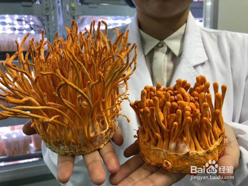 怎么判断富硒蛹虫草茶的品质好坏？