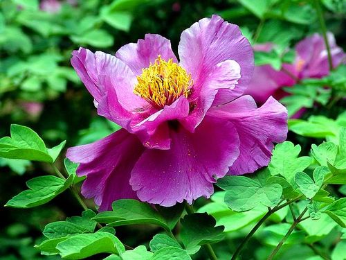 怎么安排清明节去太原踏青赏花