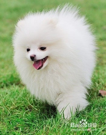 对于新手来说博美犬好养吗?博美犬的性格分析