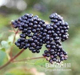 马奇果酵素如何食用