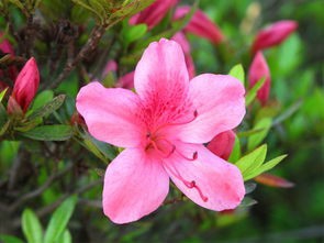 杜鹃的养殖方法和注意事项