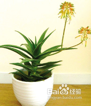 装修去除甲醛的方法