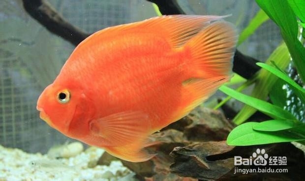 怎么正确饲养鹦鹉鱼
