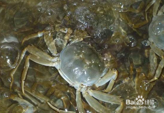 螃蟹收到货怎么保存