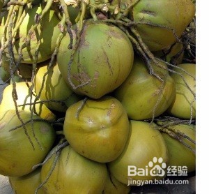 <b>椰子的种子怎么传播</b>