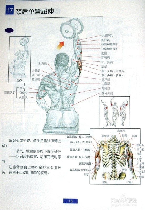 男士必须收藏：男士肩部和手臂健身方法
