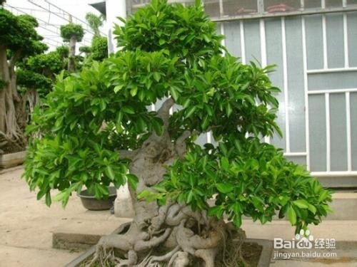 榕树的养殖方法和注意事项