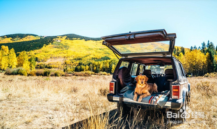 生下来就过着潇洒又让人嫉妒的狗生！世上最有艳