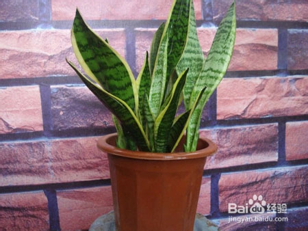 哪些植物能清除装修中的甲醛?