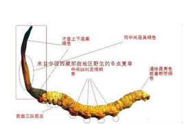 冬虫夏草可以泡水喝吗？