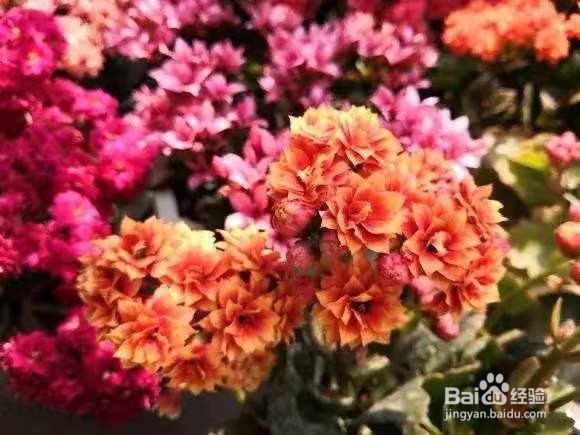 3种花专挑秋天开，随便养1盆，连爆3个月