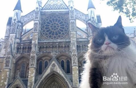 网红“不爽猫”伦家就是不爽不爽啦