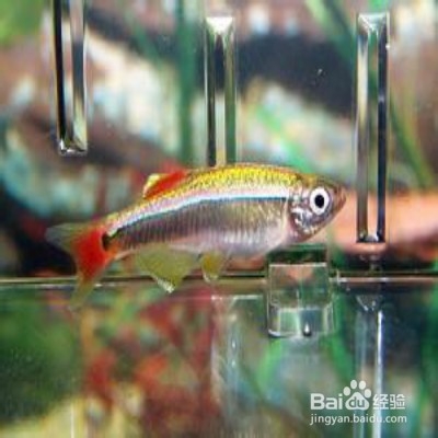 饲养金丝鱼的一些技巧