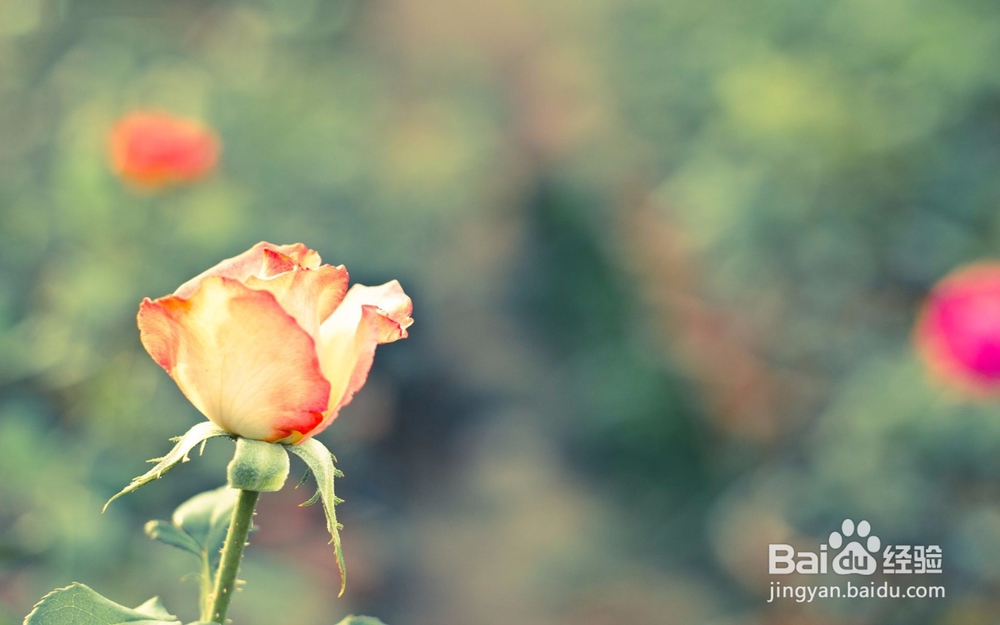 如何辨别你喜欢的他是否也正好喜欢你