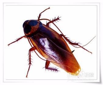 怎样清除厨房里的蟑螂？