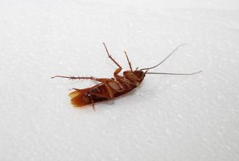 床上有蟑螂是什么原因