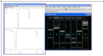 Image J软件进行图片条带灰度值分析