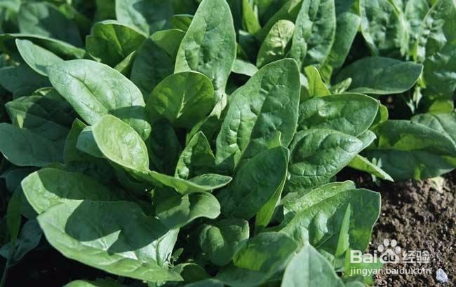 冬季种植菠菜如何施肥？