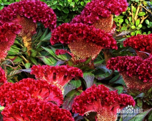 怎么养殖鸡冠花？