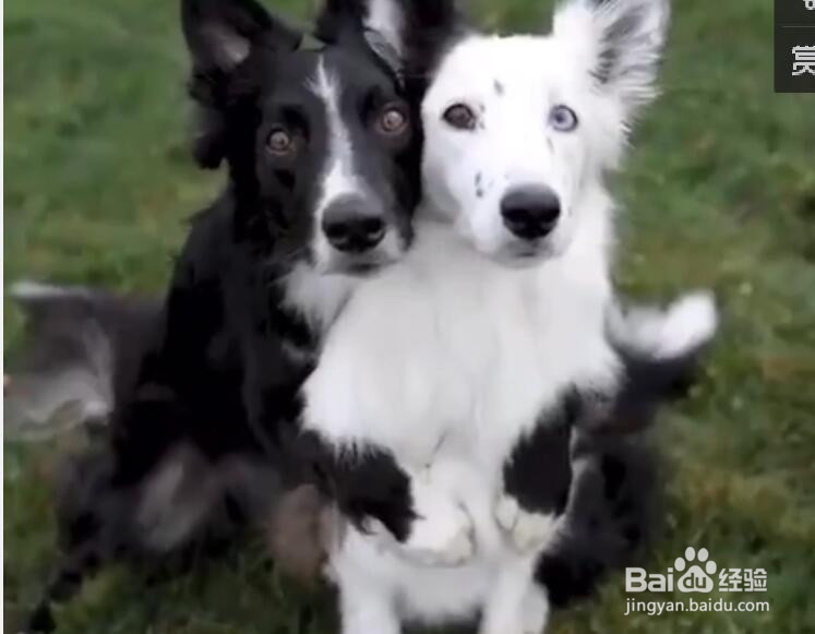 从未见过这么心急的汪星人，拍照这么有套路