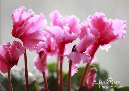 仙客来养殖方法和注意事项