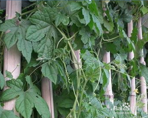 丝瓜的都有哪些养生美颜好处