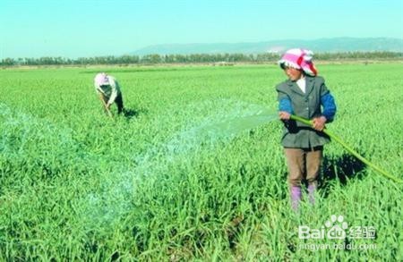 种大蒜如何能获高产