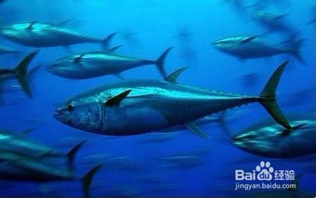 金枪鱼锤钓方法