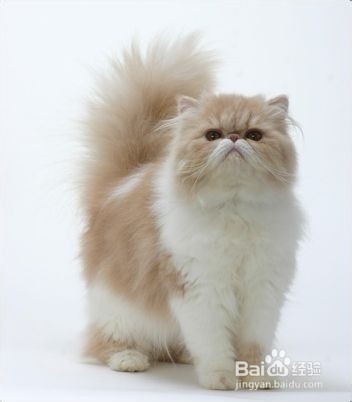 新手养猫必备知识