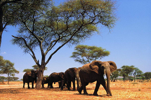 野生动物拍摄技巧全接触