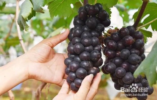 秋季葡萄减肥法 秋季吃葡萄也能狠甩赘肉
