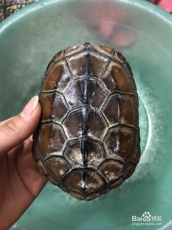 乌龟壳烂了怎么治疗