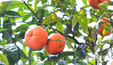 橘子树苗如何种植