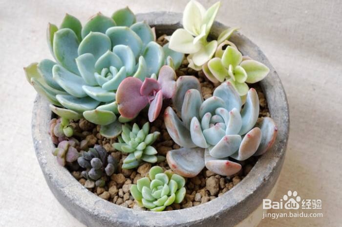 多肉要怎么养才比较不容易死？