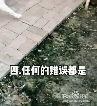 怎样正确惩罚狗狗？