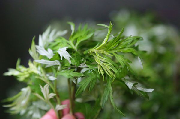 咸蛋黄肉松青团和红豆沙青团超级详细