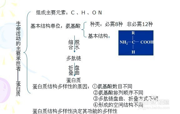生命的活动的主要承担者——蛋白质
