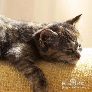 猫叫春，如何用按摩来帮它缓解