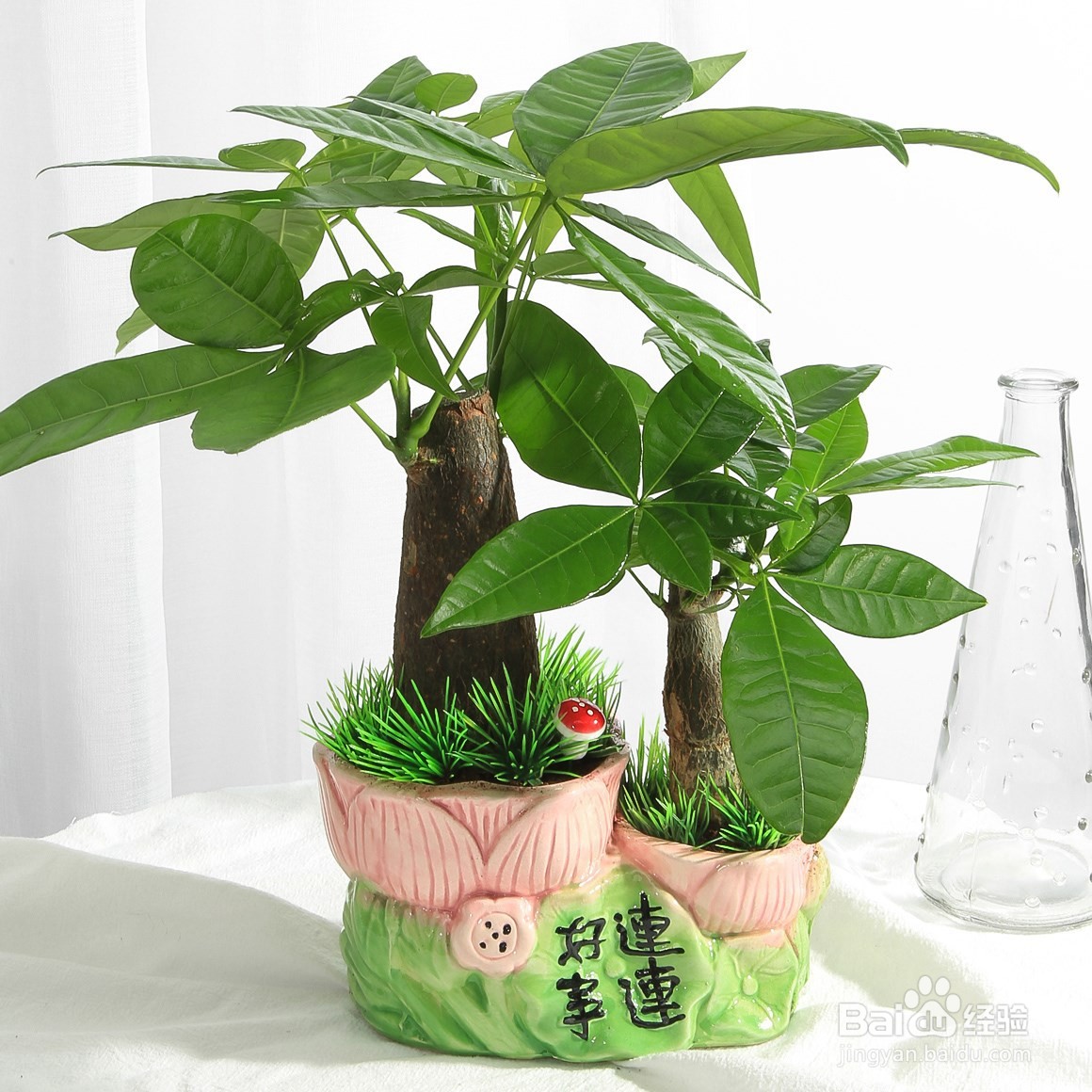发财树黄叶怎么办#校园分享#