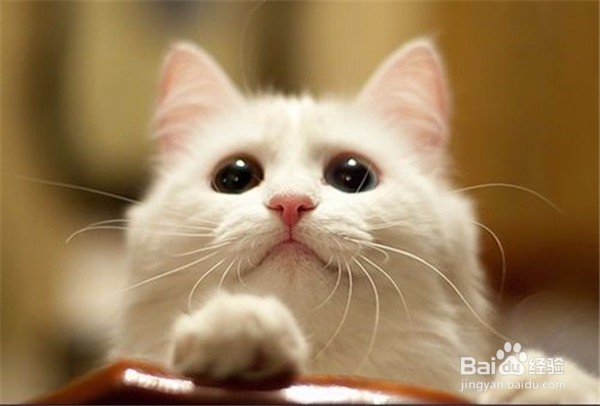 什么原因会导致猫咪呕吐