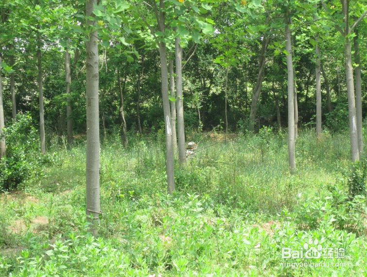 站军姿容易晕倒怎么办