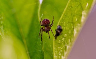 蜗牛，蜘蛛，有什么本领