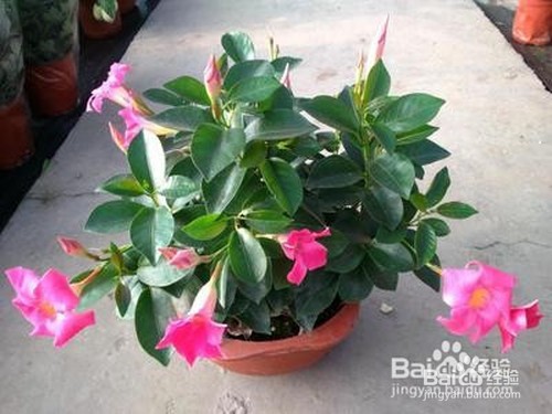 盆栽飘香藤冬天怎么养