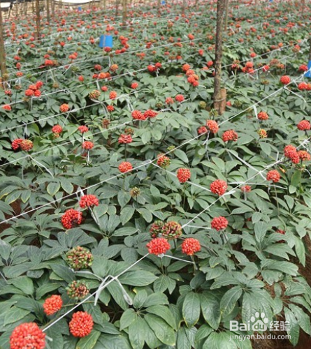 云南白药花怎么养