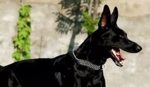 黑狼犬长到一定程度为什么会停多长时间再长